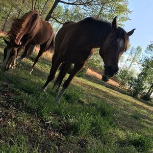 Meet your Posher, Robin